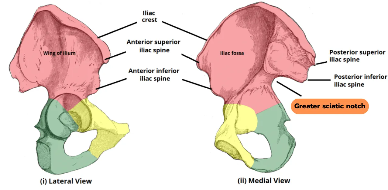 Greater Sciatic Notch