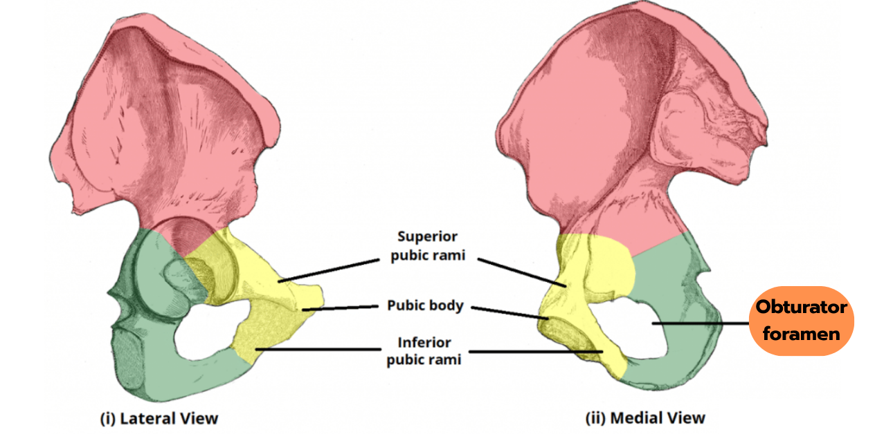 Obturator Foramen