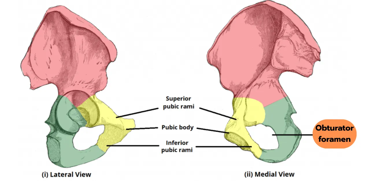 Obturator Foramen